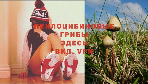 PSILOCYBIN Покачи